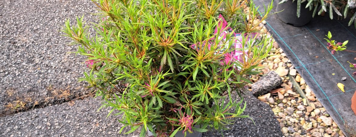 Azalea japonica ‘Star Style Lilac’