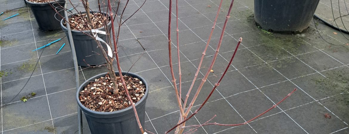 Acer palmatum ‘Osakazuki’