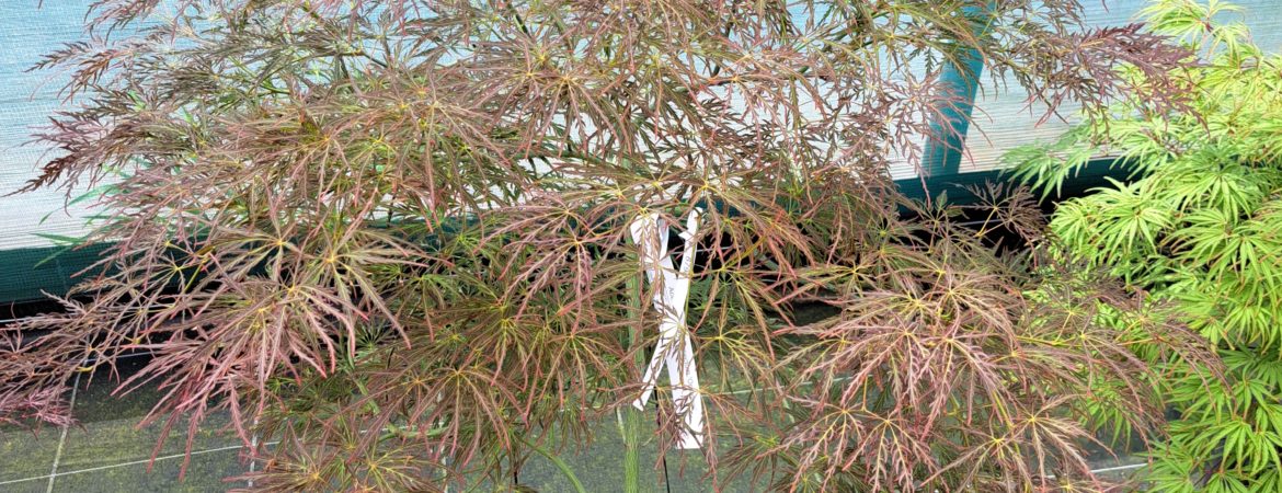 Acer palmatum dissectum ‘Ornatum’