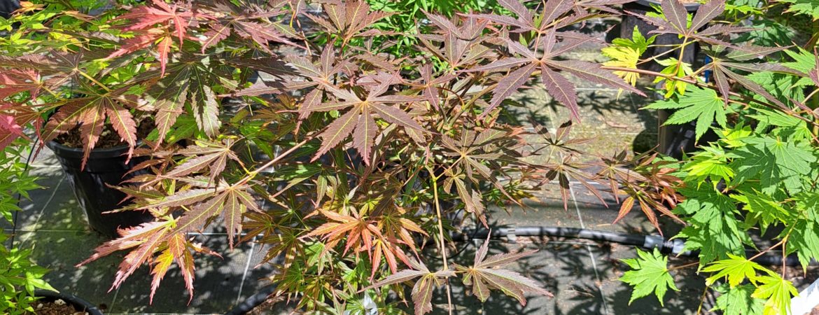 Acer palmatum ‘St Jean’