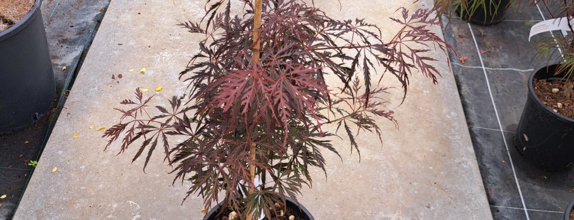 Acer palmatum dissectum ‘Nomura Nishiki’