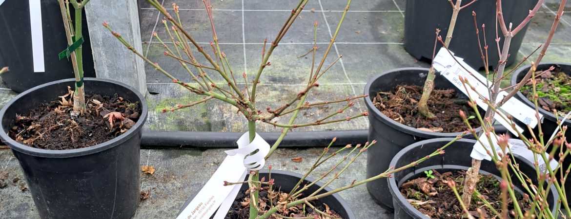 Acer palmatum ‘Kiyohime’