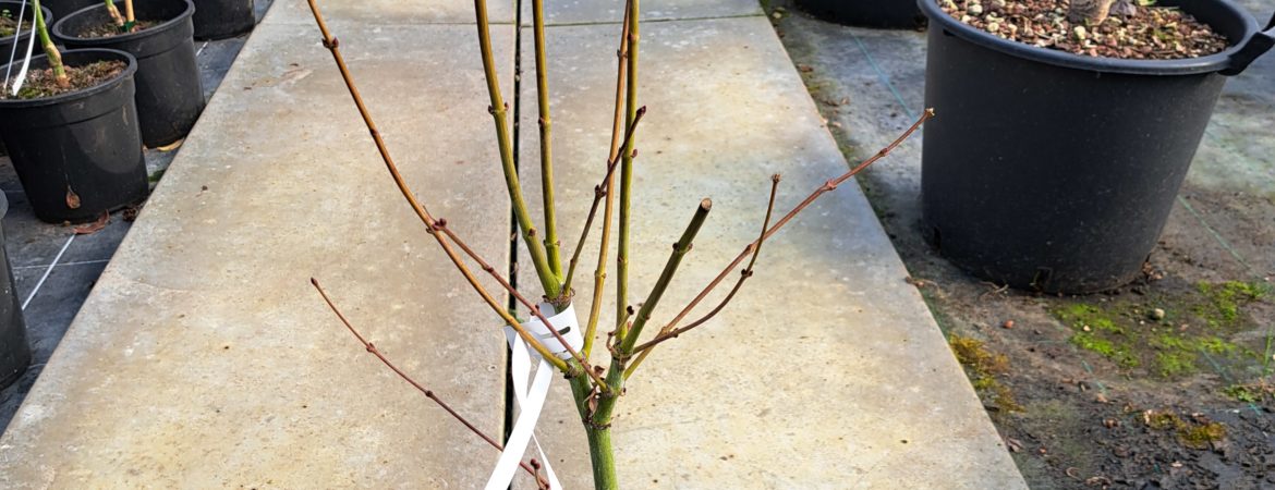 Acer palmatum ‘Hogyoku’