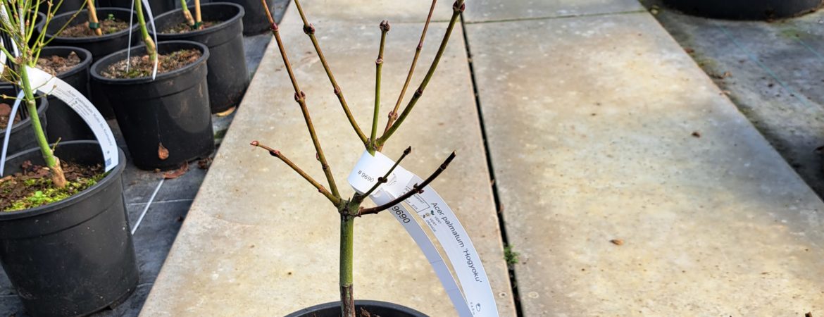 Acer palmatum ‘Hogyoku’