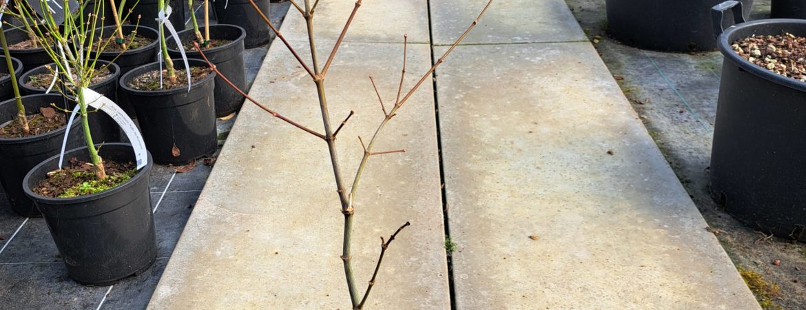 Acer palmatum ‘Green Trompenburg’