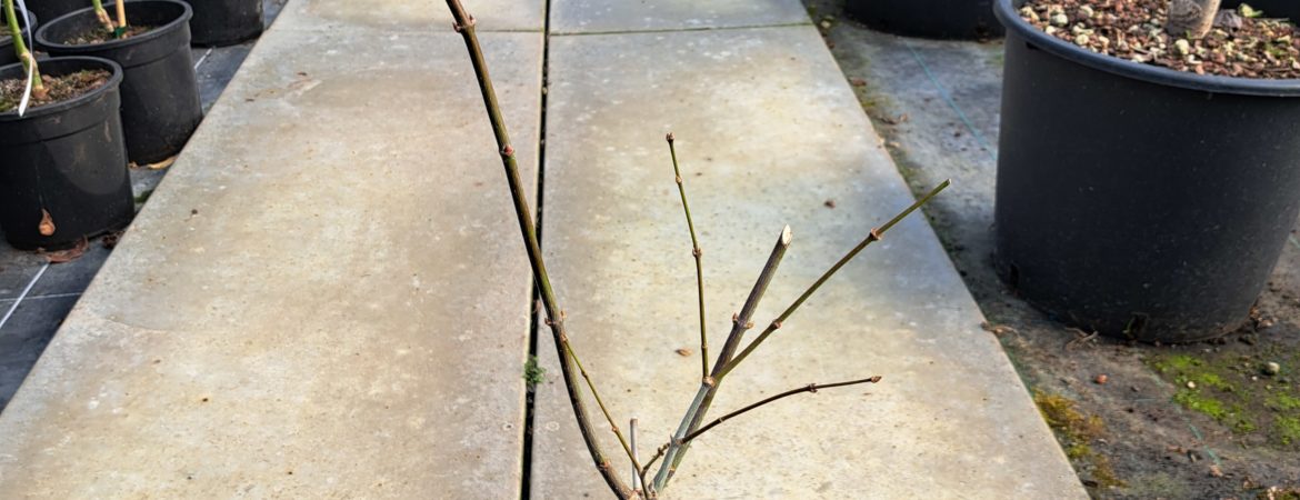 Acer palmatum ‘Green Trompenburg’