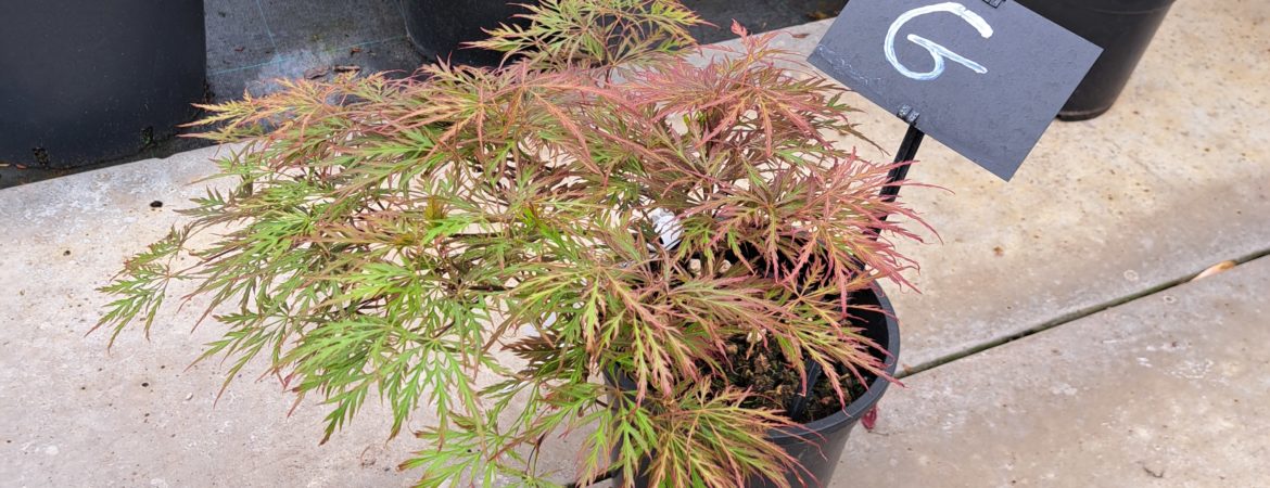 Acer palmatum dissectum ‘Garnet’