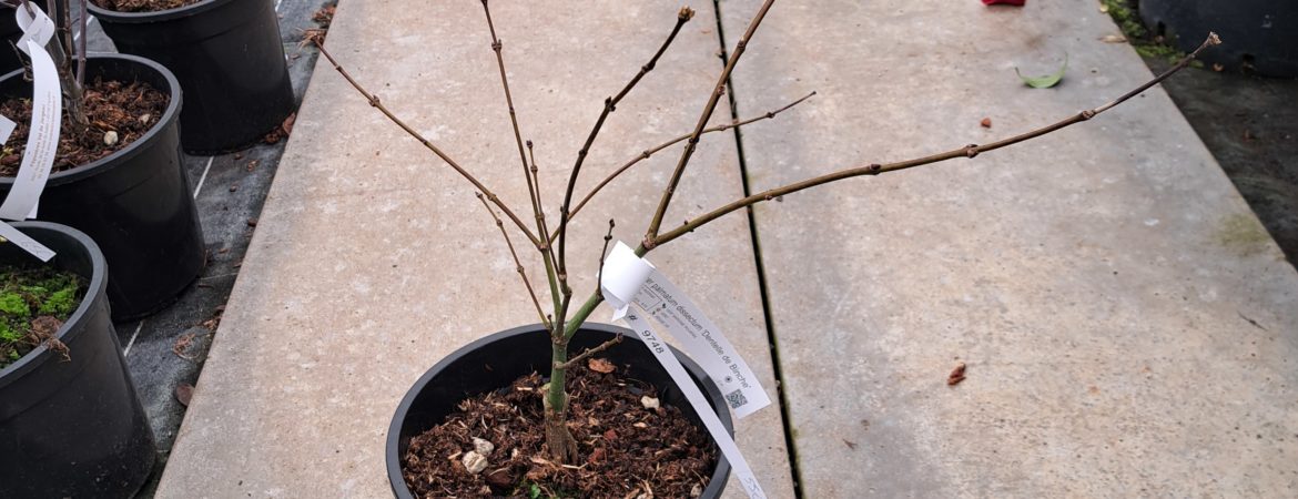 Acer palmatum dissectum ‘Dentelle de Binche’