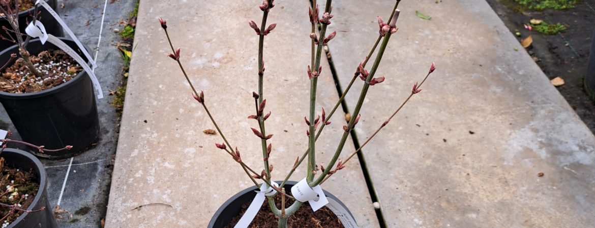 Acer palmatum ‘Ariadne’