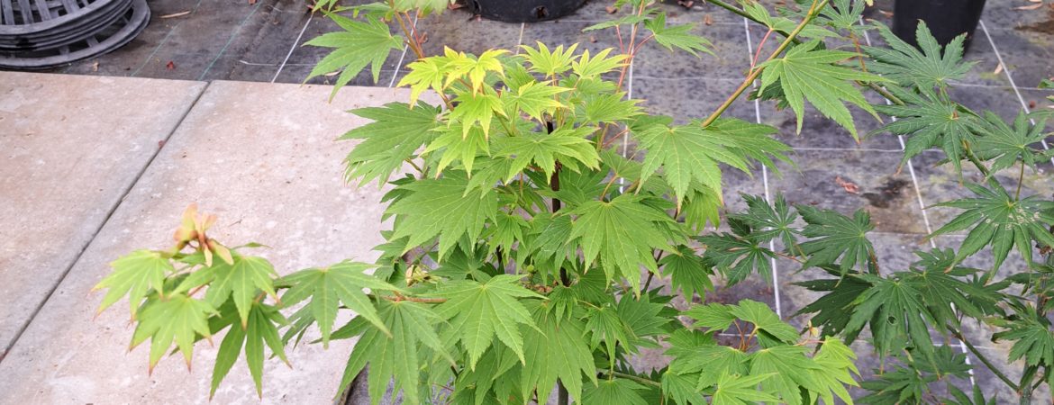 Acer shirasawanum ‘Jordan’