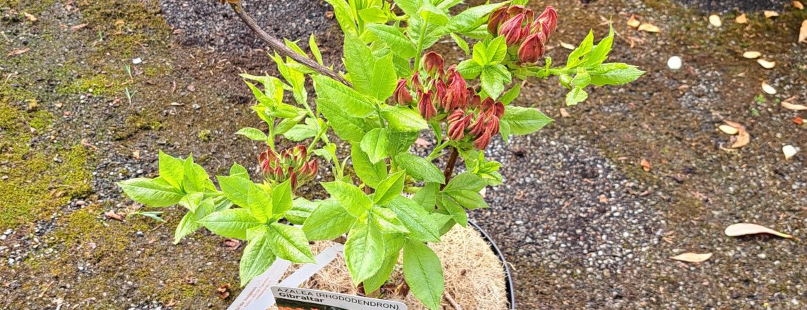 Azalea mollis ‘Gibraltar’