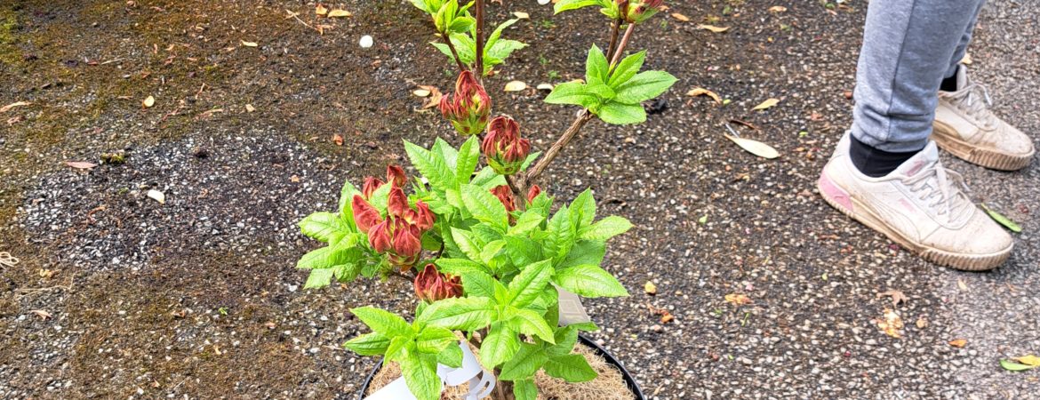 Azalea mollis ‘Gibraltar’