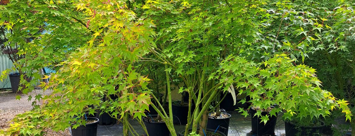 Acer palmatum ‘Sunshine’