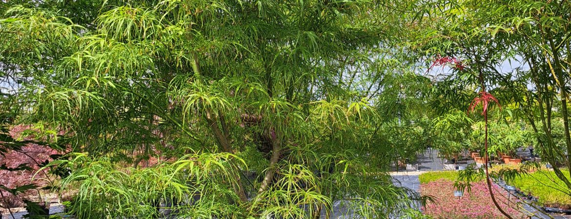 Acer palmatum ‘Koto No Ito’