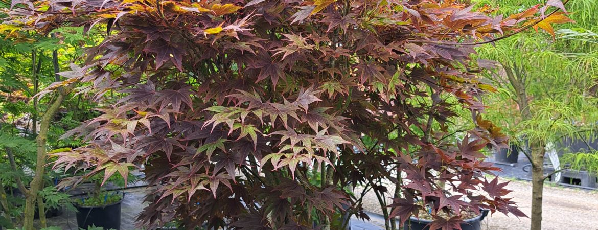 Acer palmatum ‘Shojo Nomura’