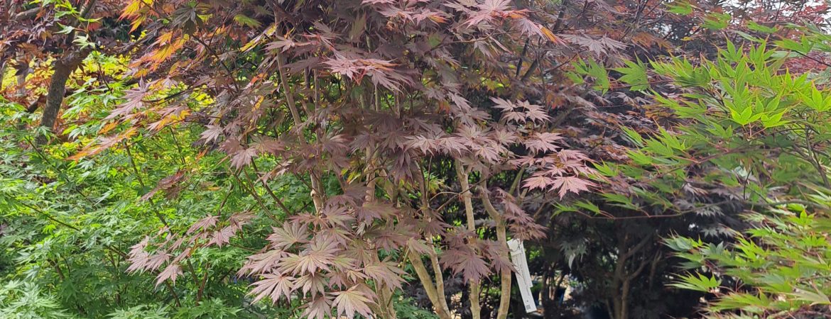 Acer shirasawanum ‘Yasemin’