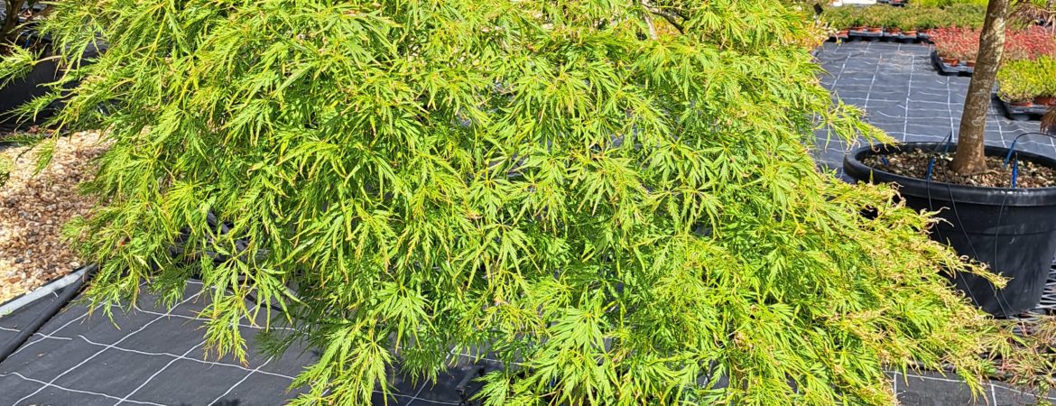 Acer palmatum dissectum ‘Viridis’