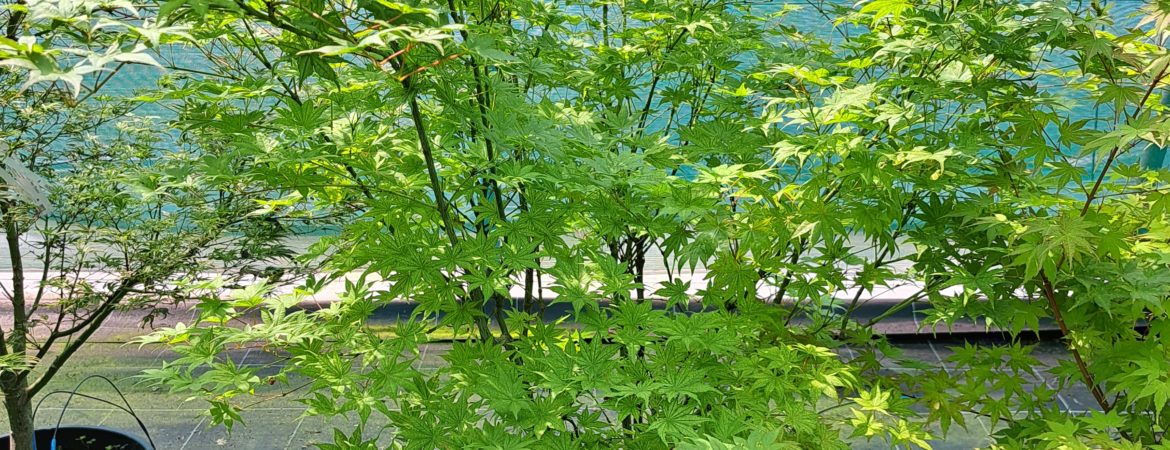 Acer palmatum ‘Shigitatsu Sawa’