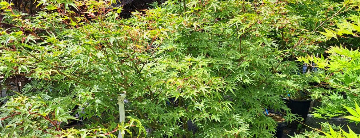 Acer palmatum ‘Carminium’