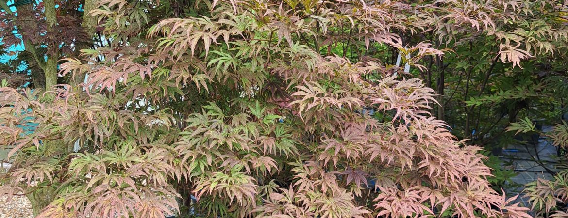 Acer palmatum ‘Beni Shi En’