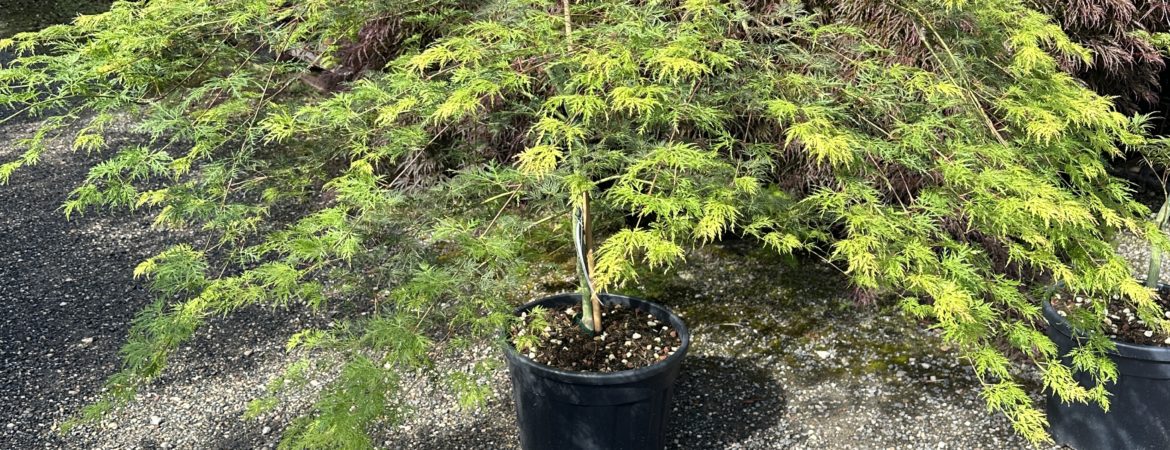 Acer palmatum dissectum ‘Emerald Lace’