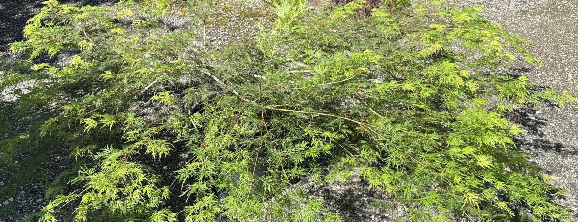 Acer palmatum dissectum ‘Emerald Lace’