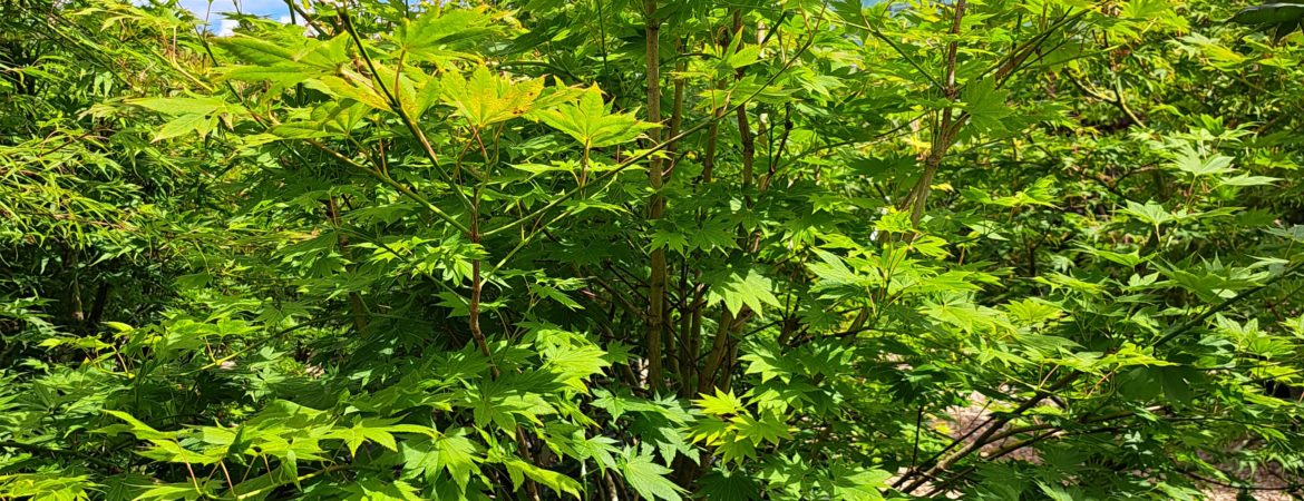 Acer shirasawanum ‘Ezono O Momiji’