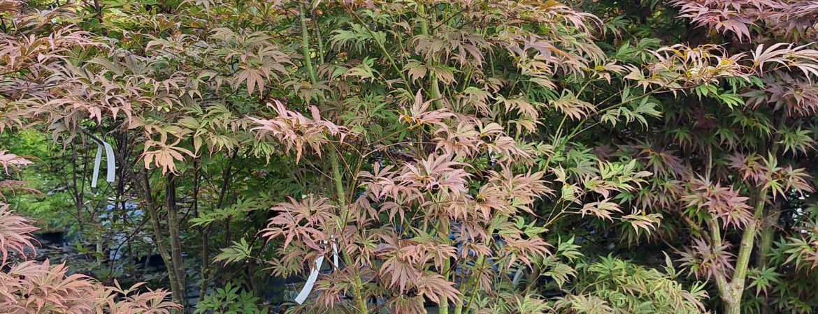 Acer palmatum ‘Beni Shi En’