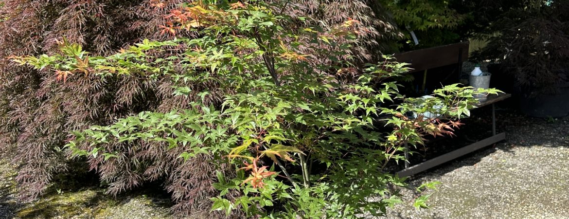 Acer palmatum ‘Beni Chidori’