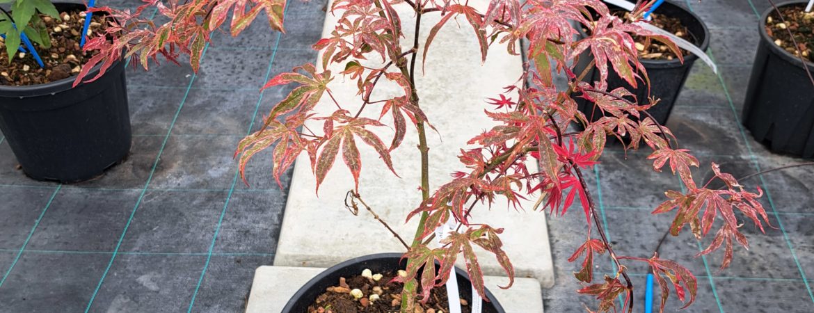 Acer palmatum ‘Shirazz’