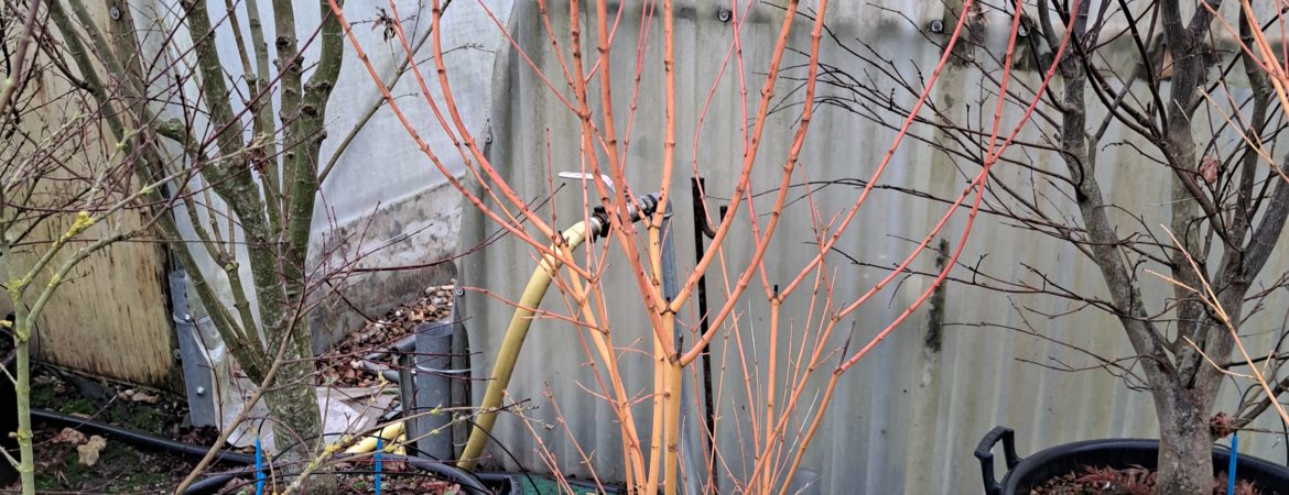 Acer palmatum ‘Bi Hoo’