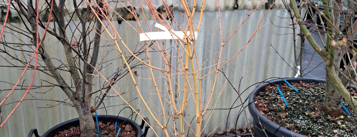 Acer palmatum ‘Bi Hoo’