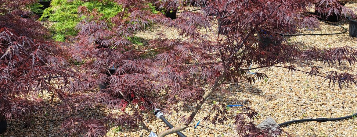 Acer palmatum dissectum ‘Firecracker’