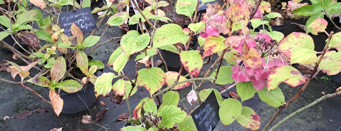 Hydrangea macrophylla ‘Mousmee’