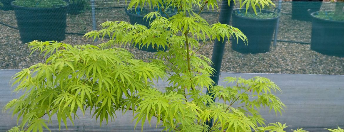 Acer palmatum ‘Amitié’