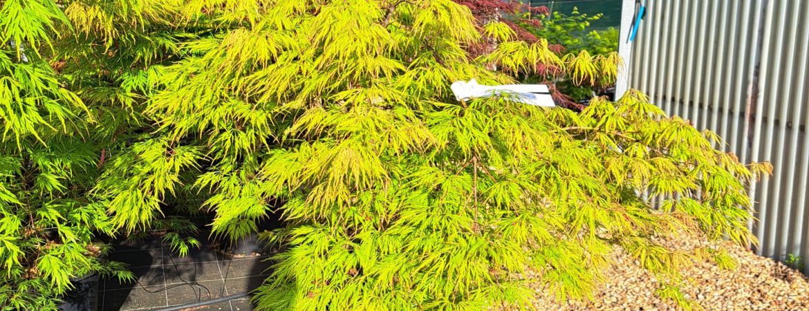 Acer palmatum dissectum ‘Viridis’