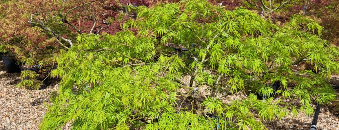 Acer palmatum dissectum ‘Viridis’