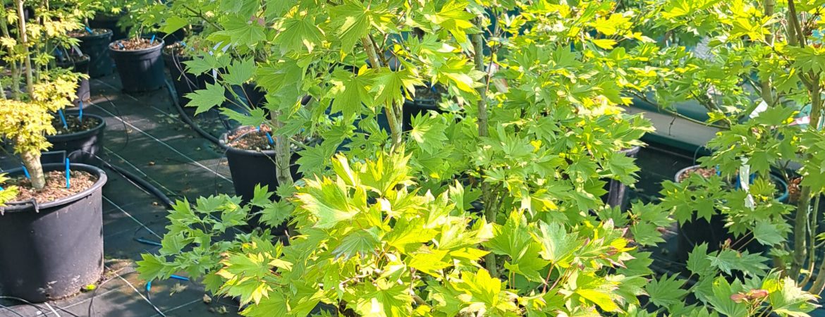 Acer shirasawanum ‘Aureum’