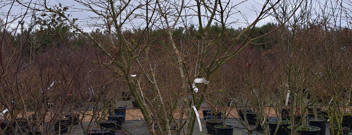 Acer palmatum ‘Scolopendrifolium’