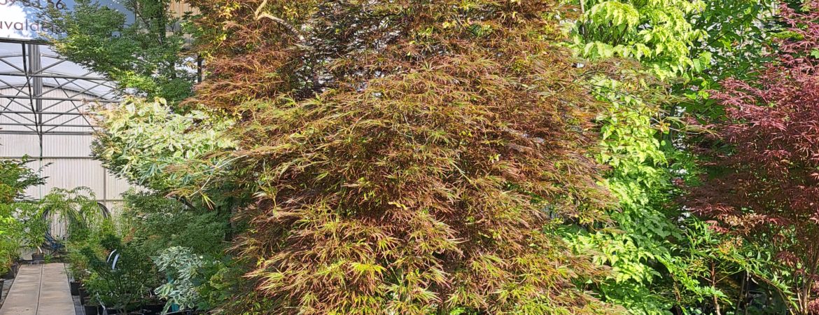 Acer palmatum dissectum ‘Ornatum’