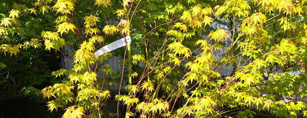 Acer palmatum ‘Katsura’