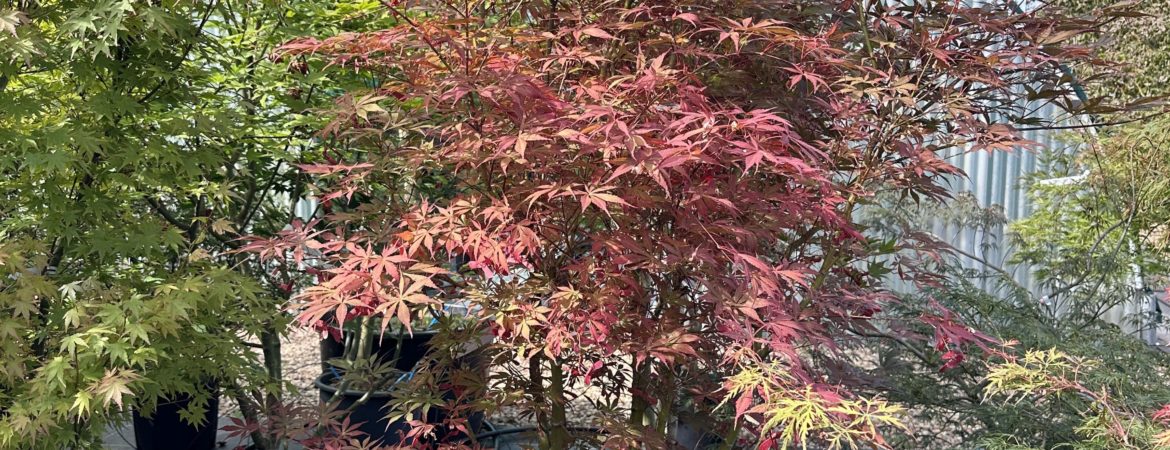 Acer palmatum ‘Burgundy Lace’