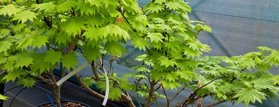 Acer shirasawanum ‘Aureum’