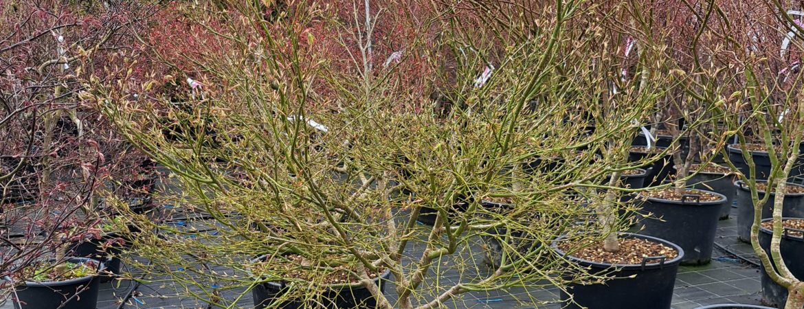 Acer palmatum ‘Omure Yama’