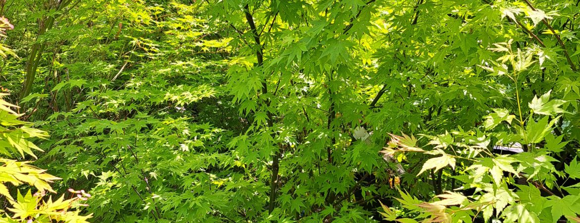 Acer palmatum ‘Orange Dream’