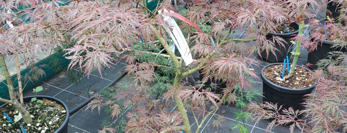 Acer palmatum dissectum ‘Red Dragon’