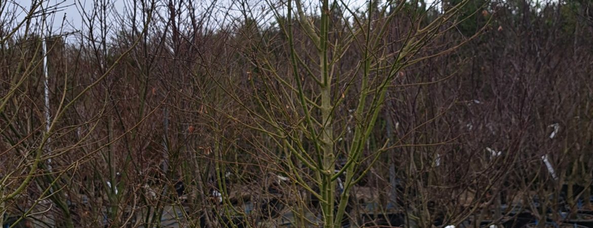 Acer palmatum ‘Ao Shime No Uchi’