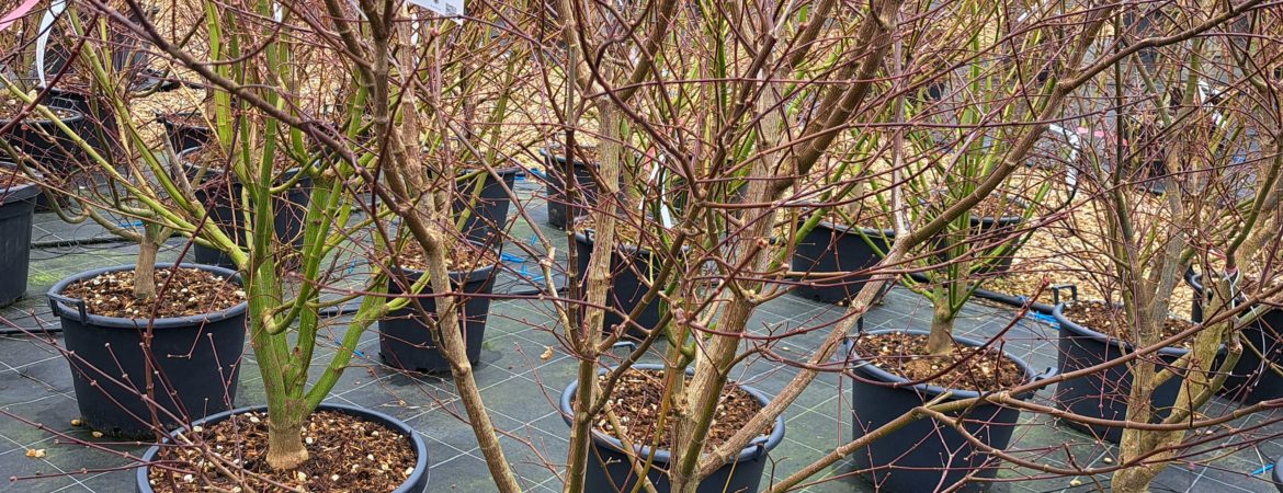 Acer palmatum ‘Akatayioo’