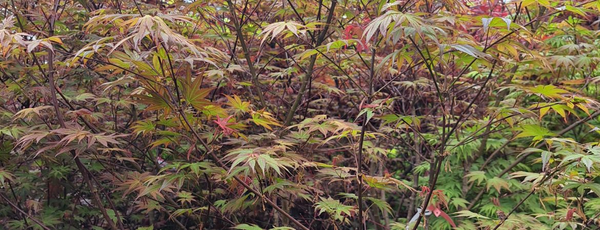 Acer palmatum ‘Akatayioo’