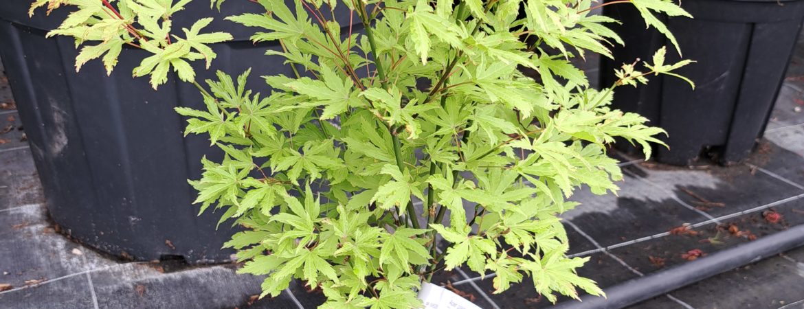 Acer palmatum ‘Anne Irene’